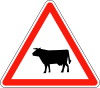 A18-Cattle