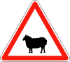 A19-Sheep